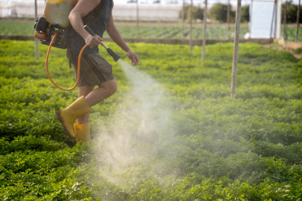 Reliable Three Forks, MT Pest Control Solutions