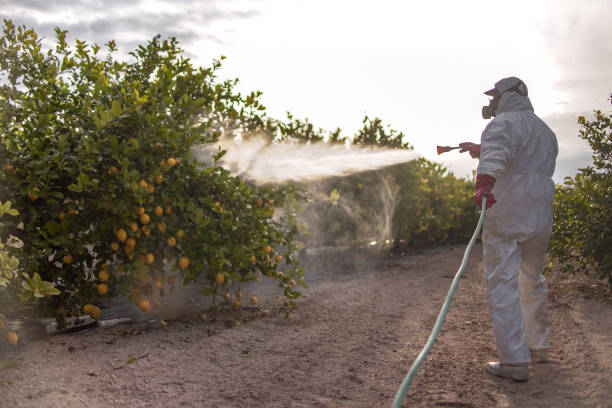 Best Affordable Pest Control Services  in Three Forks, MT